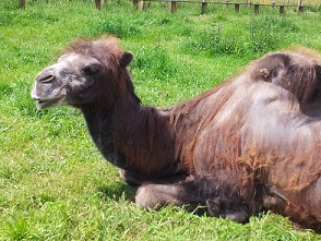 gamelua ala dromedarioa?