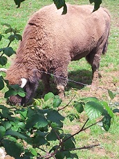bufaloa bazka egiten