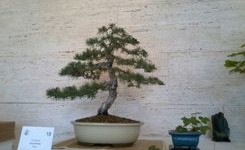 40 urteko pinu gorria.